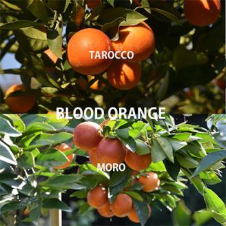 先行受付　ブラッドオレンジ 「モロ」「タロッコ」詰め合わせ約3kg