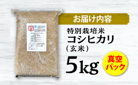 特別栽培米コシヒカリ 真空パック玄米5kg お米 こしひかり ご飯 コシヒカリ おこめ 三次市/小川モータース[APCH002]