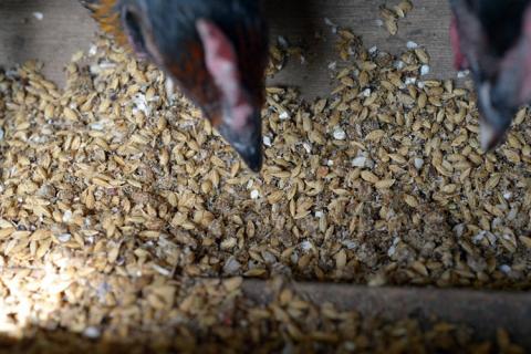 軍鶏シャポン (去勢鶏) の1羽分焼き鳥セット【約70本】 1R09101