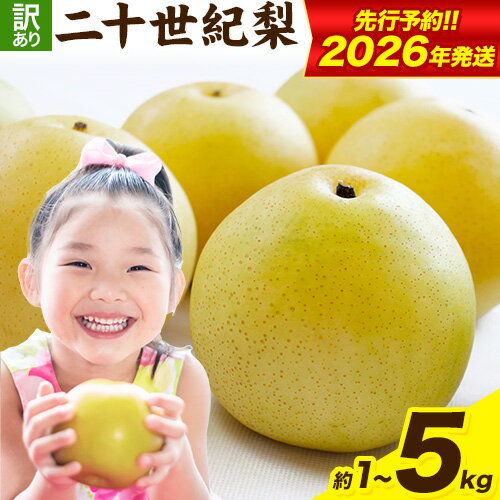 【ふるさと納税】【先行予約】梨 なし 二十世紀梨 選べる 約1kg (2~4玉) 約3kg (6~11玉) 約5kg (10~18玉) L~5Lサイズ《2026年8月下旬-9月下旬頃出荷》二十世紀梨 梨 ご家庭用 旬 二十世紀 鳥取県 八頭町 なし 果物 フルーツ 特産品 送料無料 デザート 八頭 新甘泉