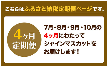 【先行予約】ぶどう 4ヶ月 定期便 シャインマスカット 晴王 700g 岡山県産《7月上旬-10月末頃出荷》 ハレノフルーツ マスカット 送料無料 岡山県 浅口市 フルーツ 果物 国産 岡山県産【配送