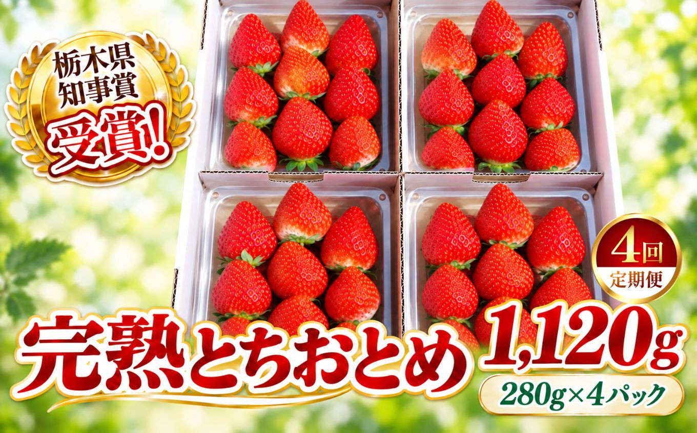 【定期便4回】栃木のいちご！元祖 「とちおとめ」 1,120g (280g×4P)| 澳原いちご農園 栃木県 矢板市 【定期便4回】とちおとめ4P｜40000円