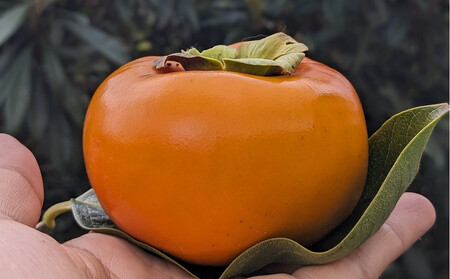 ＼ご家庭用／由布岳を眺める棚田育ちの甘柿『上西早生』 約2kg（8～11玉）【先行予約／数量限定】