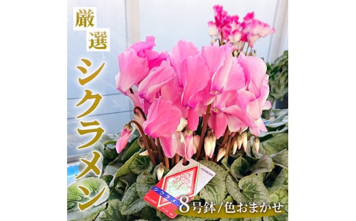 厳選シクラメン8号鉢　【花・シクラメン・鉢】※2025年11月下旬～12月下旬頃に順次発送予定 ※北海道への配送不可