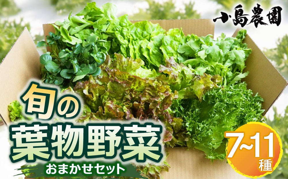 
                  【6回定期便】野菜 詰め合わせ リーフレタス サラダ 7種～11種 6回定期便 京都 丹波産 新鮮 旬の葉物野菜セット 小島農園《農薬不使用 京野菜 亀岡産 季節の野菜 産地直送 ふるさと納税野菜》
                