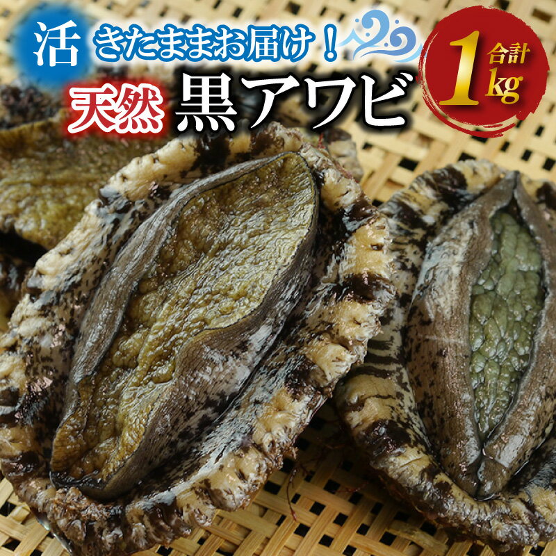 【ふるさと納税】残りわずか・日時指定可／ ★5 活きたまま届きます！ 天然黒アワビ 海水に酸素入りの特殊梱包 1000g入りおすすめセット ふるさと 納税 あわび 海鮮 魚介 魚介類 鮑 あわび 黒鮑 黒あわび 身厚 厳選 柔らかい アワビ 鮑 国産 京都 丹後 日本海 送料無料