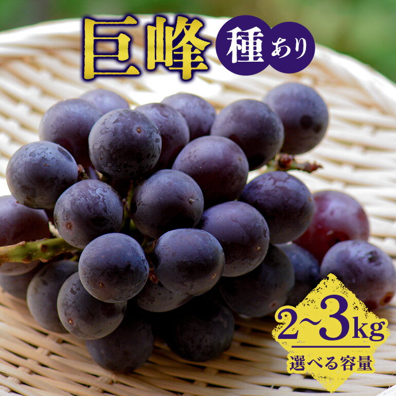 【ふるさと納税】【 2025年 先行予約 】 巨峰 2kg 3kg （ 種あり ） 久家ぶどう園 4房 〜 5房 6房 ～ 7房 ぶどう ブドウ 有機 肥料 ハウス 栽培 国産 果物 くだもの 葡萄 フルーツ 2キロ 8月 発送 夏 旬 品種 茨城県産 産地直送 産直 農家直送 冷蔵 茨城県 石岡市 送料無料