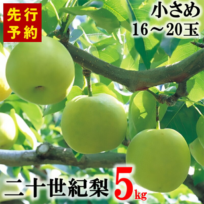 【ふるさと納税】【先行予約】香住産 二十世紀梨 5kg 小さめサイズ（1玉250g～300gを16～20玉）【9月10日まで】 20世紀 梨 兵庫県香美町で育つ「香住梨」　香住梨 甘い フルーツ くだもの 二十世紀なし ナシ 果物 和梨 家庭用 甘い 香住梨 梨 先行予約 梨 送料無料