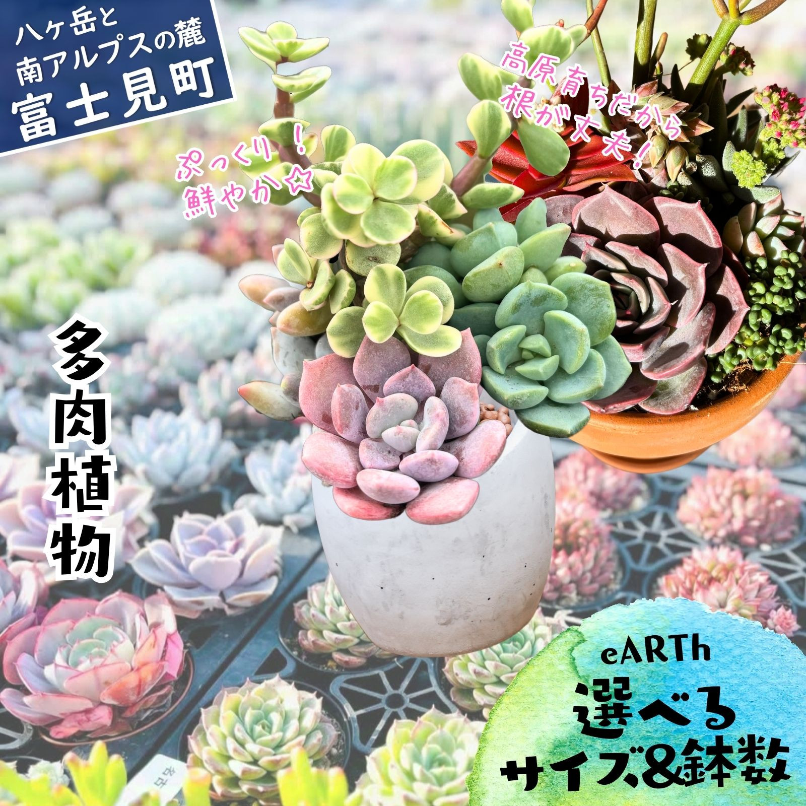 
            八ヶ岳育ち 多肉植物 eARThコレクション ラベル付き おまかせ詰合せ 選べるサイズと鉢数 2号～3.5号 5鉢～24鉢 インテリア植物 寄せ植え ギフト プレゼント おしゃれインテリア 高冷地育成
          
