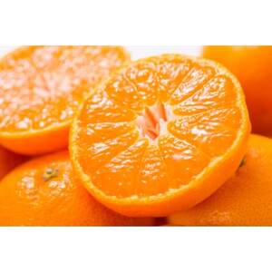 【日高町】田村みかん 秀品4kg【サイズおまかせ】/湯浅町田村地区産/産地直送/紀伊国屋文左衛門本舗【1221333】