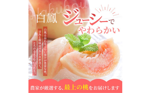 【予約受付】桃の王様 白鳳 <特秀品> うれしい食べきり容量 3玉 2025年6月末頃～2025年7月末頃に順次発送予定（お届け日指定不可）/ 桃 もも 白鳳 フルーツ 果物 くだもの 【kgr010