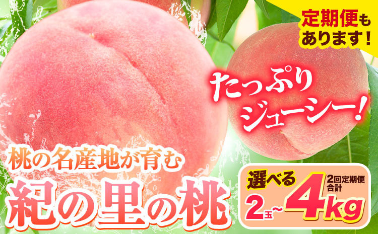 
            桃 和歌山県産 紀の里の桃 選べる 約2kg (6～8玉) または【2回定期便】約2kg×2回 定期 または2玉《2025年6月中旬-8月中旬頃出荷》 2025年 先行予約 紀の里の桃 白鳳 日川白鳳 なつっこ 清水白桃 川中島白桃 八旗白桃 和歌山 もも
          