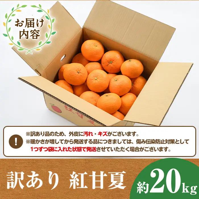 ＜先行予約受付中！2027年1月中旬以降順次発送予定＞訳あり紅甘夏(約20kg) 国産 鹿児島県 阿久根市 果実 果物 フルーツ 柑橘 紅甘夏 みかん ミカン 期間限定 数量限定【桐野柑橘株式会社】a