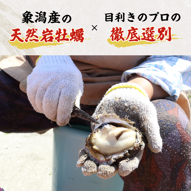 先行予約 秋田の肉厚な天然岩牡蠣（岩ガキ 12個以上）ナイフ無し かき カキ 秋田県 にかほ市産 天然 岩牡蠣  殻付 牡蠣 海産物 魚介類 海鮮