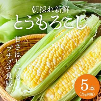 とうもろこし 朝どり 5本 2kg 前後 2024年 兵庫県産 よしよし畑 農家直送 朝どれ 野菜 新鮮 高糖度 キャンプ BBQ アウトドア 極甘 甘い 絶品 朝 採り 夏野菜 あまい 冷蔵配送
