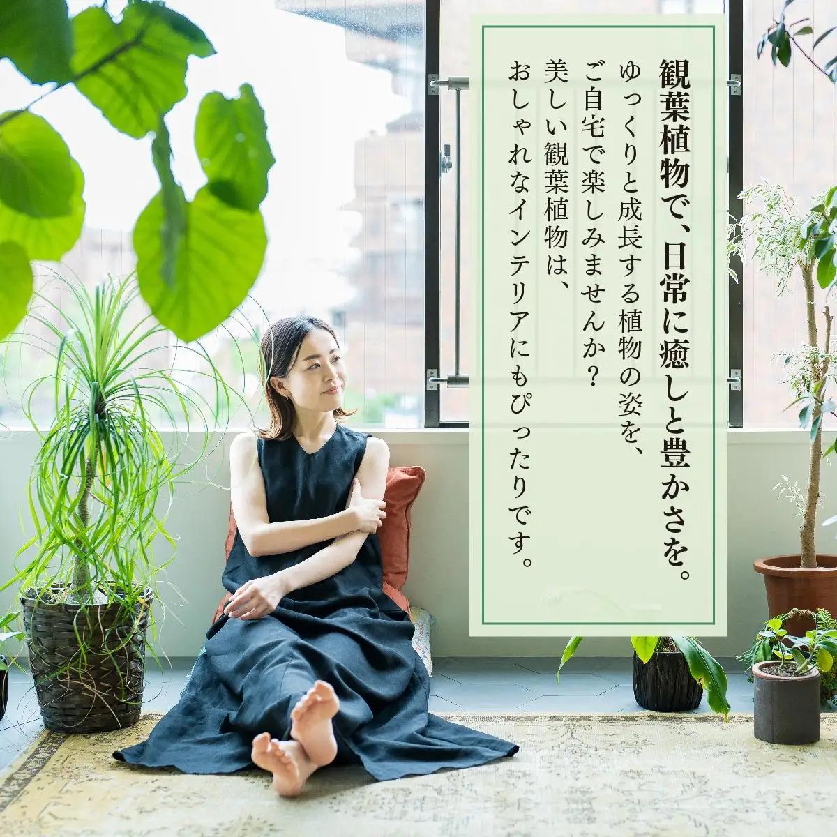 アガベ・アテナータ   