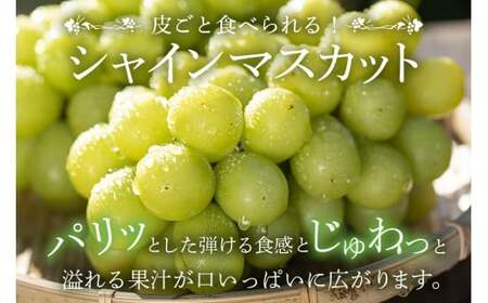 【 2025年 先行予約 】 シャインマスカット 700～800g 石田ぶどう園 1房 種なし ぶどう ブドウ 国産 果物 くだもの 大粒 葡萄 種無し フルーツ 9月 10月 発送 秋 旬 品種 茨