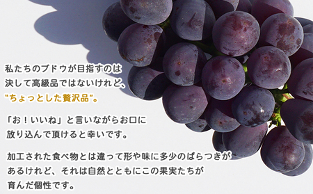 予約受付 ＜旬のブドウ「ピオーネ」約2kg＞ 果物 フルーツ ぶどう 葡萄 甘い おいしい 期間限定 季節限定 食べて応援 特産品 愛媛県 西予市【冷蔵】『2025年8月中旬～9月上旬迄に順次出荷予定