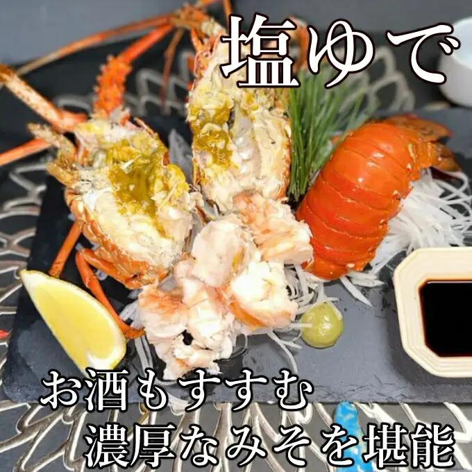 【 予約受付 令和8年9月16日以降発送 】活伊勢海老 (軍手付き) 5～12尾 約3kg【イセエビ 伊勢海老】