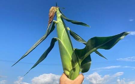 《先行予約》2026年 山形県産 ホワイトコーン ピュアホワイト 3.3kg(9~13本）生で味わう 白とうもろこし トウモロコシ コーン 夏 野菜 やさい ※沖縄・離島への配送不可 ot-cnwwx