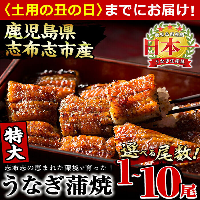 【ふるさと納税】鹿児島県産 うなぎの大楠＜特大＞1尾〜10尾！うなぎ 鰻 ウナギ 1尾 3尾 6尾 10尾 国産 九州産 蒲焼き かばやき 冷凍 うな重 ひつまぶし タレ 山椒 真空パック ランキング 人気 【尾数が選べる！】【大楠鰻】