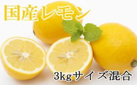 【産直】和歌山産レモン約3kg（サイズ混合）★2025年3月中旬頃より順次発送【TM150w】