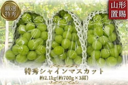 【2025年発送】「特秀」厳選シャインマスカット約2.1kg(約700g×3房)_H066(R7)