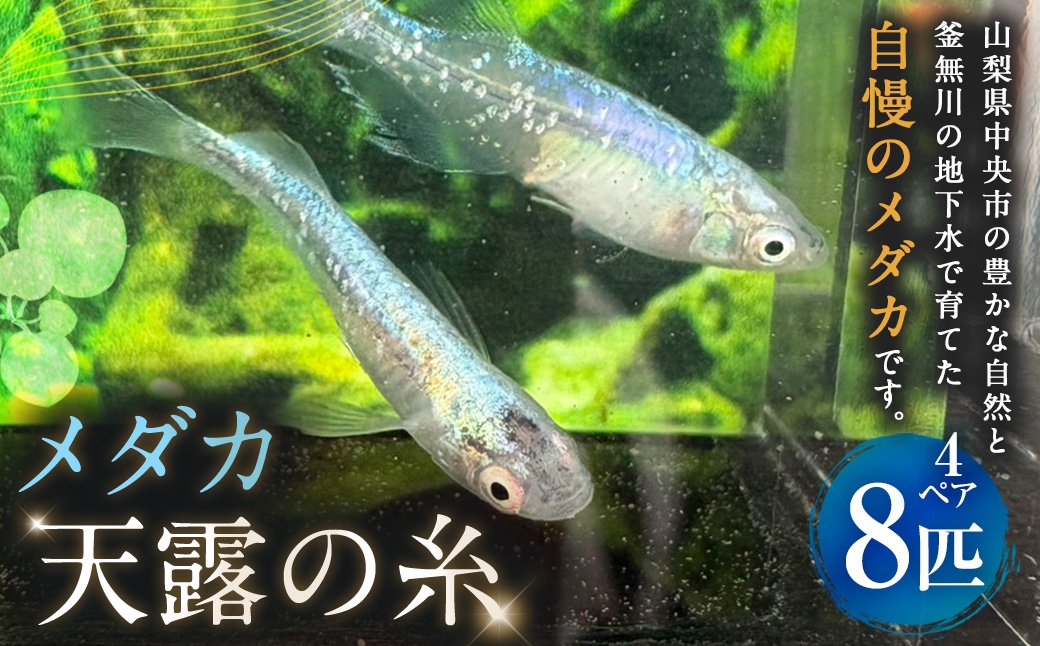 
                  メダカ 【 天露の糸 】 4ペア 8匹 めだか 観賞魚 魚 さかな インテリア 鑑賞 育成 飼育 淡水魚 川魚 生き物 生物 初心者 愛好家
                