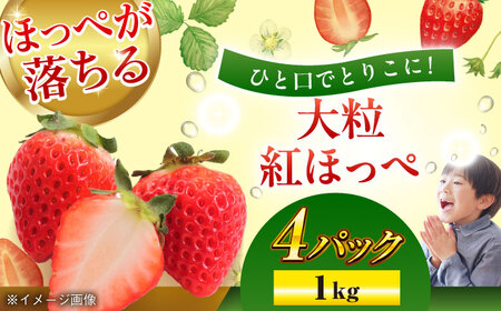 【先行予約】【2025年1月初旬より順次発送】大粒のいちご 紅ほっぺ約270ｇ×４パック（約1000ｇ）愛媛県大洲市/沢井青果有限会社[AGBN026] いちご 紅ほっぺ イチゴ 苺 愛媛県産いちご 