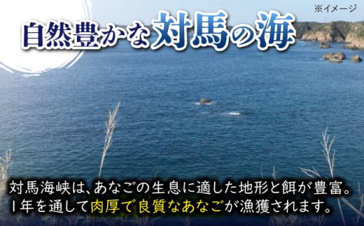 【全12回定期便】対馬 煮あなご膳 セット《対馬市》【対馬地域商社】九州 長崎 アナゴ [WAC038]あなご 穴子重 穴子 海鮮 海産物 魚介 人気 ランキング 冷凍 対馬 長崎 九州 贈答 魚 煮