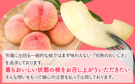 【先行予約】和歌山の桃 約4kg (約12~15玉入) 岸武青果株式会社《2024年6月下旬-8月下旬頃より順次出荷》 和歌山県 紀の川市 桃山町 もも モモ 果物 フルーツ