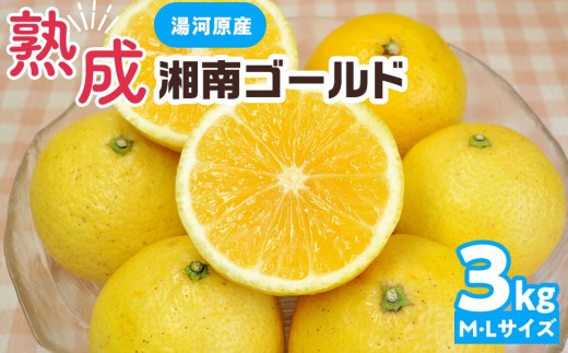 【希少フルーツ】熟成・湘南ゴールド(L・Mサイズ)3kg　2027年3月上旬～3月中旬頃発送予定 | 湯河原町  中玉 Lサイズ Mサイズ 3kg 熟成 濃厚 地域特産品 柑橘類