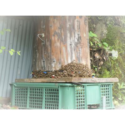 ふるさと納税 古座川町 南紀熊野蜜　A　200g×1 |  | 01