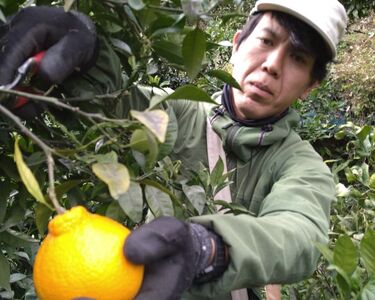 saito orange farm 温州みかん720ml×2本セット ※離島への配送不可 IKTAQ022