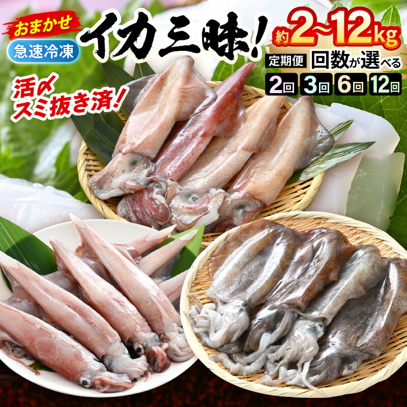 【ふるさと納税】おまかせ定期便 イカ 三昧！ 【定期便の回数をお選びいただけます：2ヶ月/3ヶ月/6ヶ月/12ヶ月】 その時期の一番良いイカをお届けします 急速冷凍 活〆 刺身 ヤリイカ ケンサキイカ アオリイカ 【地物 海産物 新鮮 魚介 海鮮 イカ丼 焼きいか 真空パック】