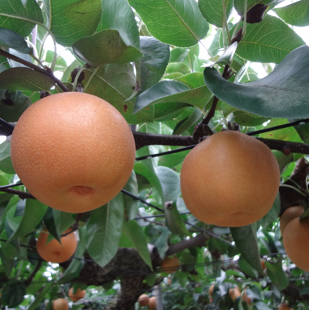 【産地直送】小林市産 旬の梨 3kg(梨 ナシ なし フルーツ 果物 くだもの 限定)