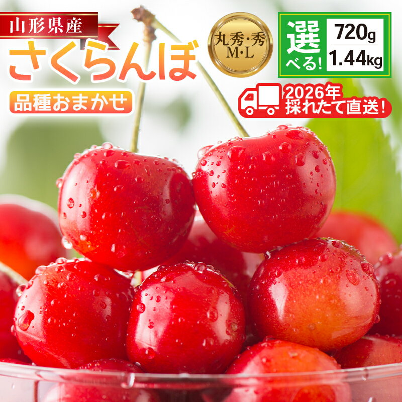【ふるさと納税】 ≪2026年先行予約≫ 山形県産 さくらんぼ 品種おまかせ(佐藤錦・紅秀峰など)【選べる容量／等級： 720g・1.44kg ／秀・丸秀(赤秀)／M・L】 フードパック詰め 2026年6月中旬頃より発送 果物 くだもの 家庭用 自宅用 産地直送 山形県 西川町 月山 FYN6-529var