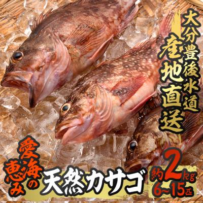ふるさと納税 佐伯市 天然 カサゴ (約2kg・計6-15匹)