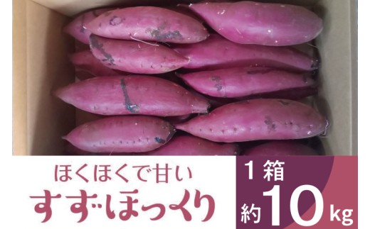 【2026年11月より順次発送】2026年度産 ホクホクで甘いさつまいも すずほっくり 約10kg｜さつまいも 芋 お芋 すずほっくり 渋谷農園 茨城県 行方市(BZ-12)