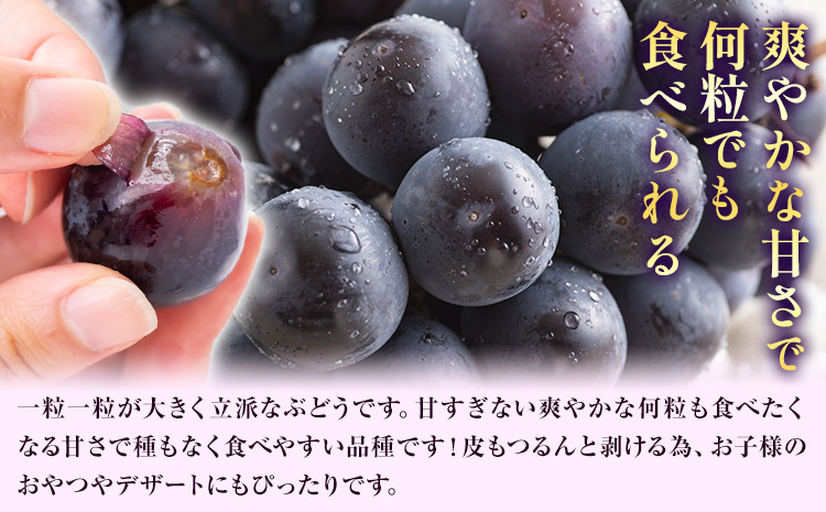 【2026年先行予約】秋の ニューピオーネ 1房 約600g 環山堂株式会社《2026年8月下旬-9月下旬頃出荷》岡山県 浅口市 ぶどう 葡萄 ピオーネ フルーツ 果物 送料無料