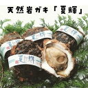 【ふるさと納税】天然 ブランド岩ガキ 夏輝(なつき) 生食用 4～6個　※北海道、沖縄、一部離島への配送不可 | カキ 魚介類 水産 食品 人気 おすすめ 送料無料