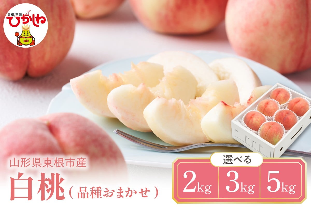 
                  【2026年産 先行予約】≪選べる内容量≫ 白桃 (品種おまかせ) 【2kg・ 3kg・5kg】秀品 化粧箱入り 東根農産センター提供 山形県 東根市 hi027-257-o
                