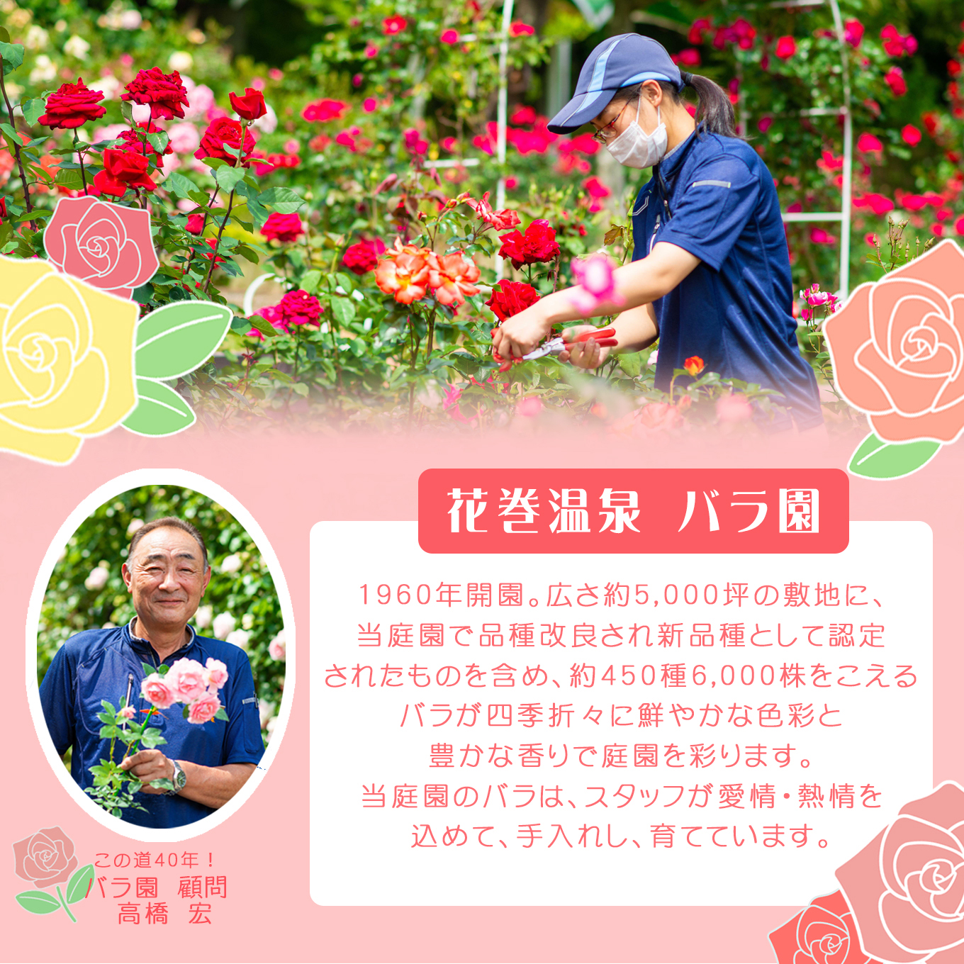 <園長セレクト♪>花巻温泉バラ園で育った「バラ中苗」5号サイズ -園長におまかせ-<2026年3月より発送> 【1856】