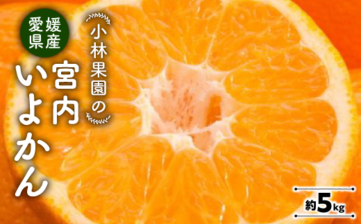 小林果園の宮内いよかん(約5kg)【C24−19】【1124425】