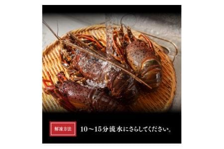 【訳あり】冷凍伊勢海老2kg（3～10尾） 【 伊勢海老 イセエビ 訳あり 魚介 】