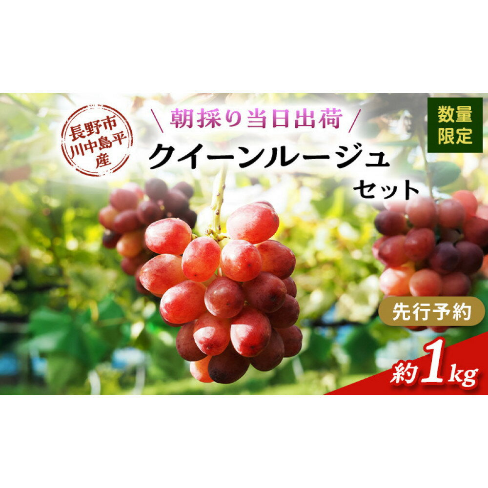 【ふるさと納税】クイーンルージュ　約1kg（2房）