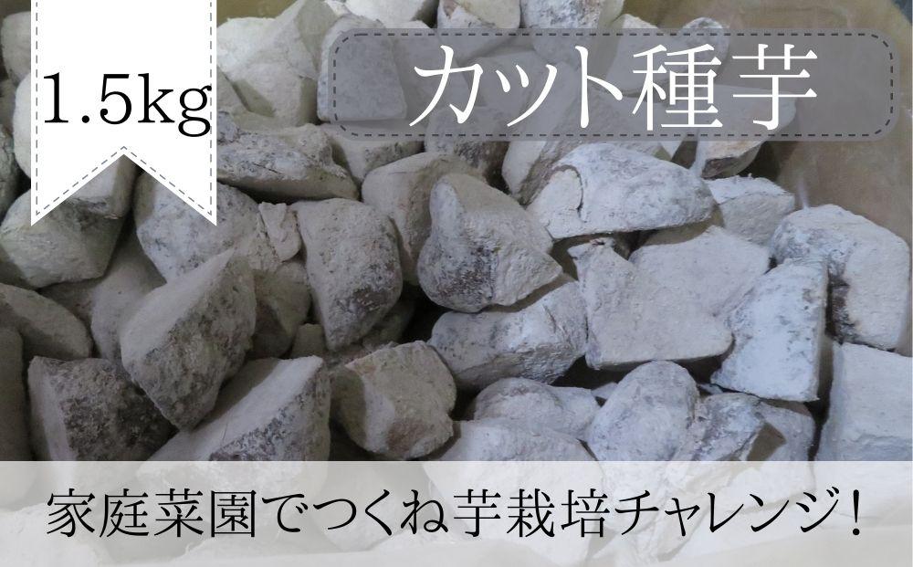 【芋家なか吉】後は植えるだけ カット種芋 1,5kg 丹波山の芋 《定植４～５月》