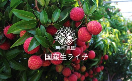 メリーガーデンの完熟マンゴー&生ライチセット｜ライチ