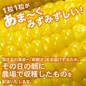 朝採れ とうもろこし 5本 【トウモロコシ】