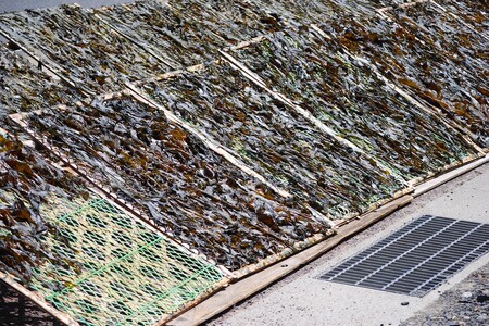 【数量限定200】お土産人気商品！京丹後産 天然間人わかめ 20g×3袋